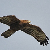 European Honey Buzzard  "Pernis apivorus"